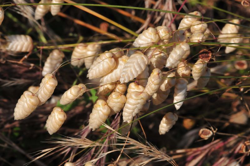 Briza maxima / Sonaglini maggiori